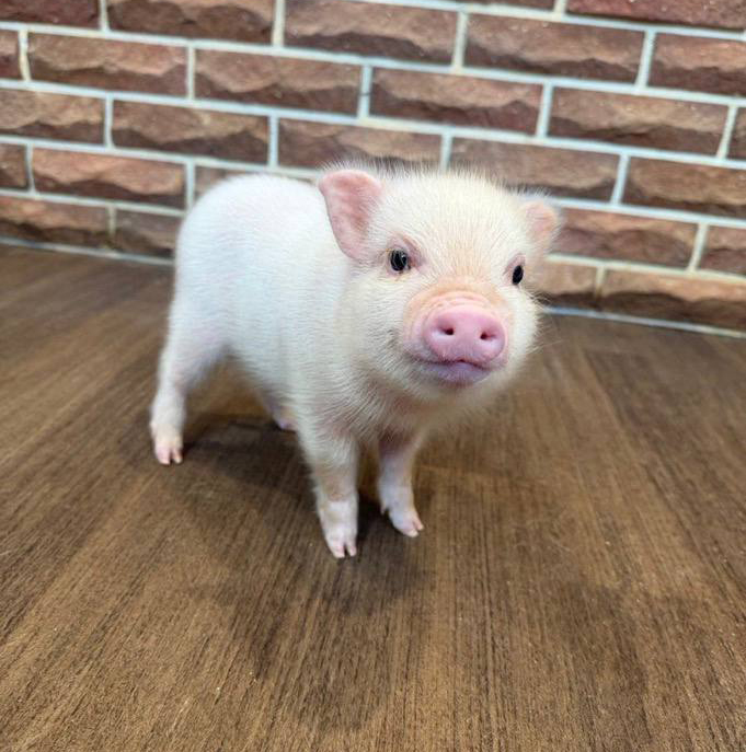 Tom the Micro Pig - adorable micro pig from Japan